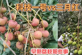 广东早熟荔枝品尝对比一下，科技一号vs三月红，大家喜欢哪个呢视频封面