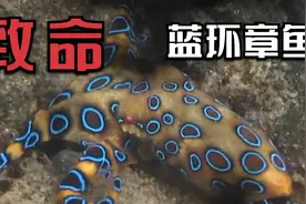 还没拳头大的小章鱼，竟然有剧毒！千万别被它咬到！视频封面