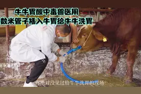 牛牛不吃也不拉，肚子硬得像铁块，牛牛胃酸中毒洗胃过程让人心疼
