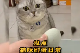 盘点猫咪孵蛋日常。