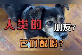 狗为什么被称为人的朋友？它们配吗？视频封面