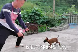 自家养的小马犬太兴奋，竟然咬主人，太心寒了，必须严惩！视频封面