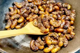 金蝉最简单最好吃的做法，在农村我们叫知了猴，做了满满一盘真香