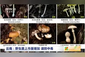 周知！野生菌中毒该如何自救？