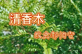 一种奇特的植物清香木，全身散发出浓郁的香味，还是名贵中药材！视频封面