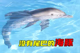 海豚重伤被切掉尾巴，自创游泳方式，真实事件改编视频封面