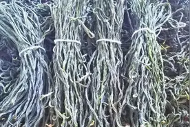 怎样用豇豆晾晒出碧绿的干豆角方法超级简单