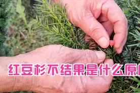红豆杉不结果就是假的吗？老杨告诉你原因，对红豆杉有正确认识！视频封面