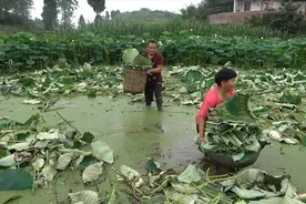 超爸买来两双丝袜下田收集荷叶，这样下田就不怕膈脚和蚂蟥了