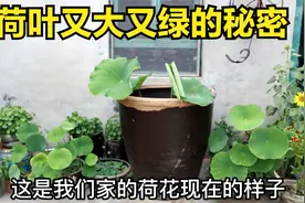 农村小院废旧大缸养荷花，加入这一样东西，荷叶长的又大又绿视频封面