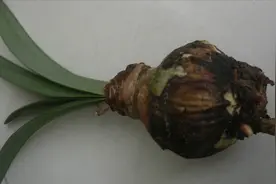 朱顶红叶片长红斑，用“它”一灌一喷，很快恢复油绿饱满视频封面