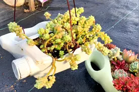 洗衣液的塑料瓶种多肉植物，高度非常合适，还可以吊起来！视频封面