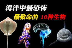 10大恐怖海洋生物排名，你真以为5天吃掉600人就算恐怖？
