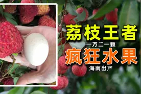 一万二买颗荔枝送女友，海南出产的荔枝王，每颗和鸡蛋一样大！
