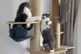 小猫太欠轮番招惹大猫，被围攻暴打无处逃，只能一跃而下仓皇逃走视频封面