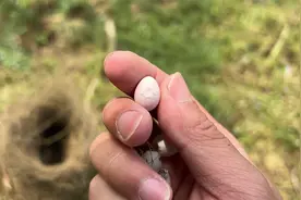 这成了鸟类房产中心了吧，油菜地边上全是鸟窝