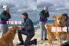 国外一小哥向女友惊喜求婚，狗子兴奋到起飞抢镜：结婚啦结婚啦！视频封面