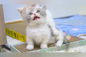 小奶猫打架有多可爱？看得心都萌化了！奶猫：我可凶了！视频封面