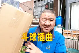 为什么还没有中华木绣球“斗球”的拆箱评测？分享波折有趣的插曲视频封面