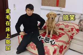 金毛憋了一泡尿，嫌外边太冷直接在床上就方便了，可把小伙气坏了视频封面
