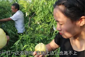 桃农引进日本种植模式，黄桃亩产8000斤以上，一亩收入2万多！