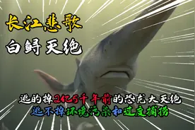活了2亿5千万年的长江白鲟，刚刚被IUCN正式宣布灭绝，长江悲歌！