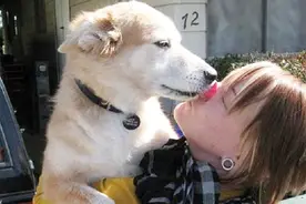 狗为啥老舔主人的手和脸，其实它想表达这些事情，养狗的要注意了视频封面