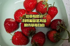 下雨天给草莓套个袋，利用匍匐茎育新苗，期待明年草莓自由视频封面