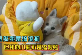 虽然我是流浪狗，但我的小熊不是流浪熊，只要我在它就不会没人要视频封面