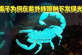 蝎子为何在紫外线照射下发绿光视频封面