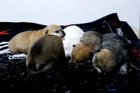 狗妈妈失踪了，小奶狗冷得嘤嘤叫，瑟瑟发抖，看着真可怜视频封面