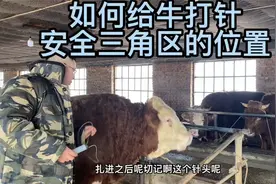 给牛打针的正确方法给牛打针的正确位置安全三角区在哪儿了视频封面