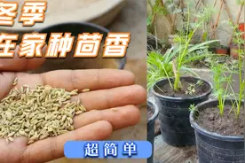 茴香不用去菜市场买了，在家自己种，用快速种植方法，1个月采收