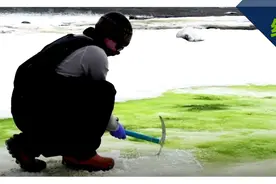 “红雪”后又变“绿雪”，南极出现怪象，会造成冰川大量融化吗？