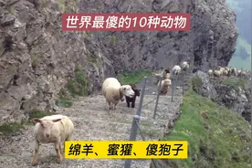 世界最傻的10种动物，枯叶龟、绵羊、翻车鱼，平头哥用生命换美食视频封面