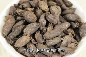 丁香的功效与作用视频封面