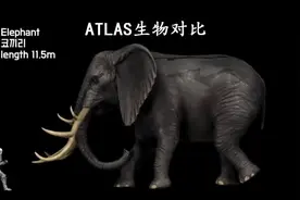 阿特拉斯版生物体型对比，狮子老虎这里都有视频封面
