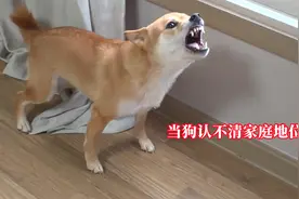 柴犬龇牙咧嘴凶主人，孩子处于危险中，网友：应该直接几巴掌