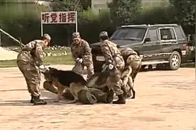 繁殖军犬煞费苦心 做亲子鉴定 避免遗传病！繁殖军犬（下）