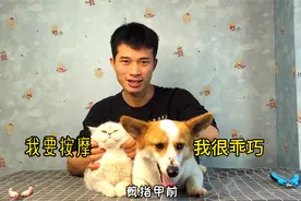 猫狗剪指甲对比，你知道猫剪指甲需要按摩吗？