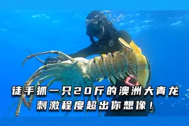 徒手抓一只20斤的澳洲大青龙，刺激程度超出你想像！#自由潜渔猎视频封面