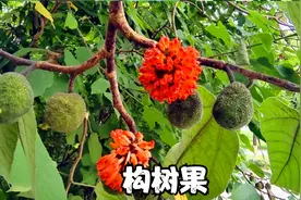 夏天最诱人的野果“构桃”成熟了，酷似杨梅，没想到价值这么好视频封面