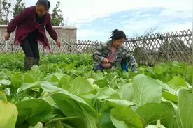 满院子的蔬菜根本吃不完，跟妈妈学做梅干菜，放上一年都不会坏