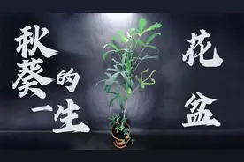 花盆埋一个种子，2分钟看115天，秋葵的一生，竟在眼前