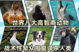 世界八大高智商动物，战术性聚众报复谋杀人类，大脑开发程度极高视频封面
