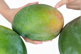 芒果催熟原来这么简单，教你一招，放2天就能吃，方法太管用了