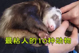 世界上最粘人的10种动物，第一名还会说话？心都萌化了视频封面