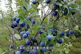 揭秘蓝莓的超级功效！健康必看！视频封面