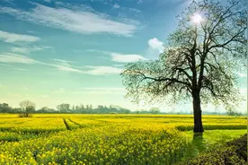 【同花漫下】古来侵门桃竹密，仓囤峨峨欲遮日。视频封面