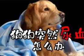 狗狗突然尿血怎么办视频封面